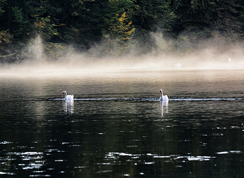 Labodi na Zbiljskem jezeru, Zbiljsko jezero, Zbilje