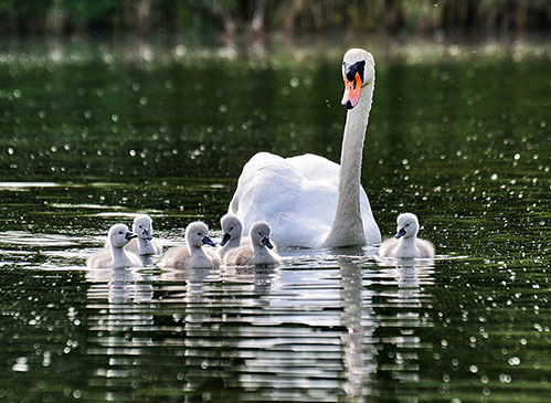 Labodi na Zbiljskem jezeru, Zbilje