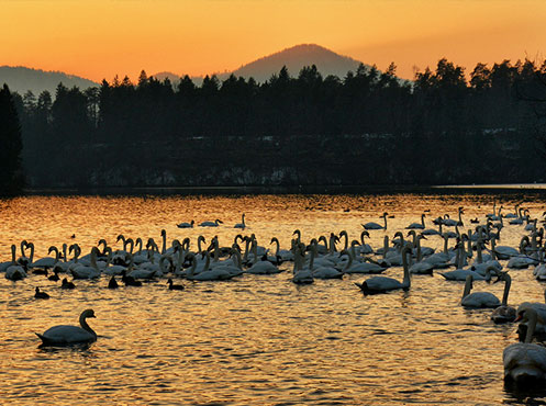 Večer na Zbiljskem jezeru